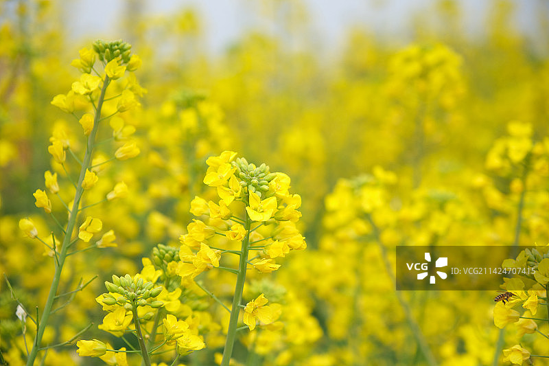 春天油菜花图片素材