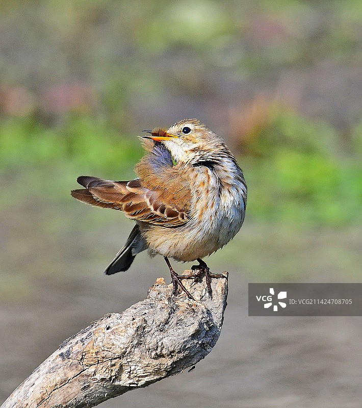 灰鹡鸰图片素材