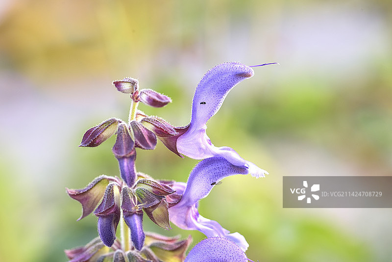 活血丹图片素材