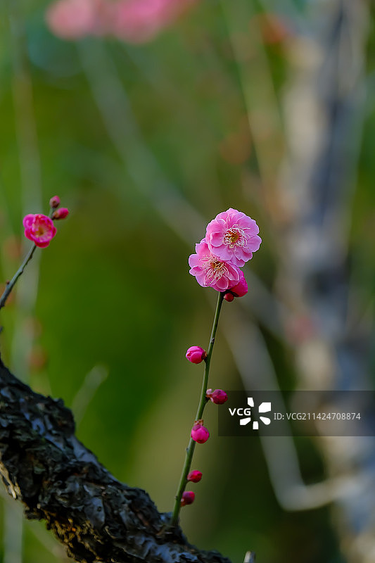 梅花图片素材