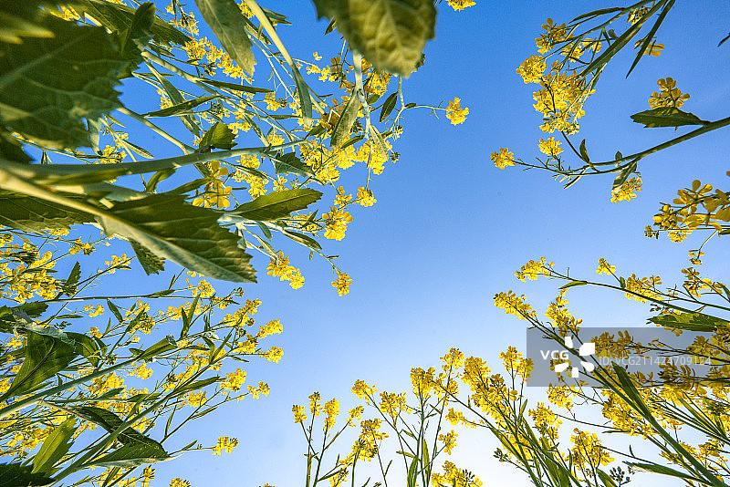 贵阳市农村路边的仰拍油茶花图片素材