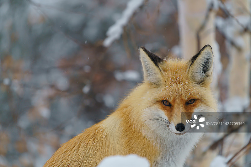 小狐狸.jpg图片素材