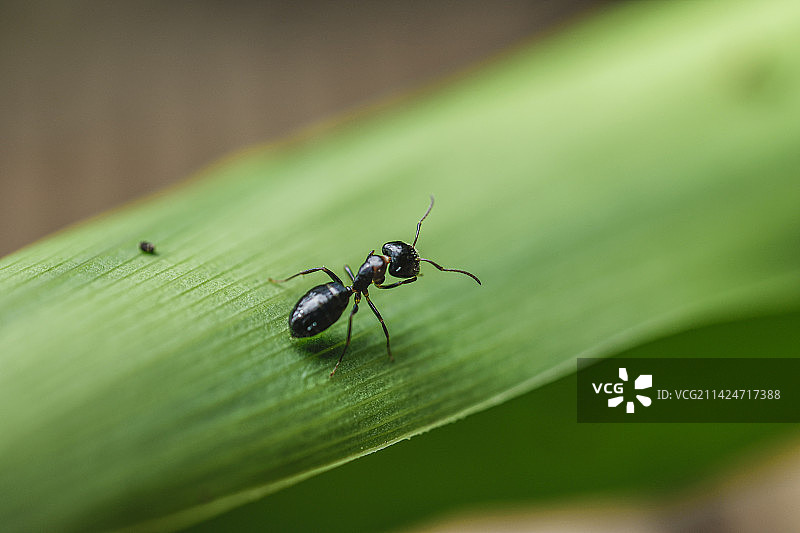 黑蚁图片素材