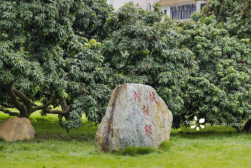 增城，挂绿，荔枝，母树，荔城挂绿广场，西园寺图片素材