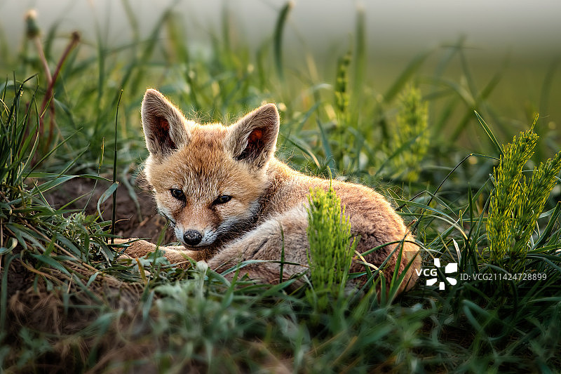 小狐狸图片素材