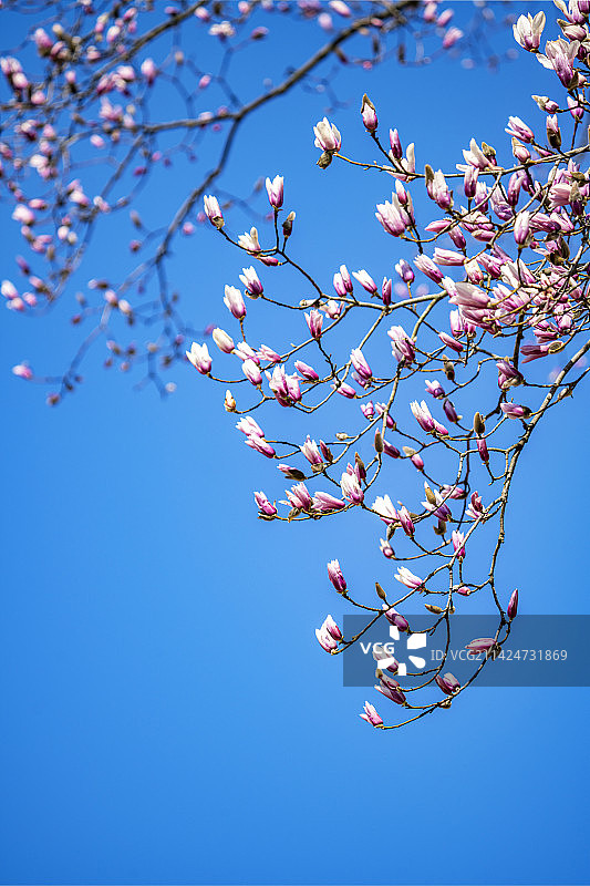 天目玉兰图片素材