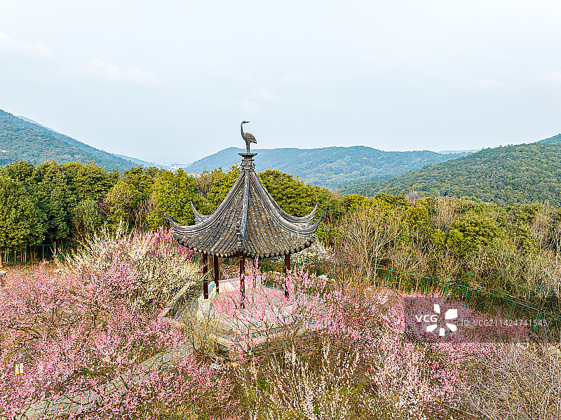 苏州香雪海春天梅花开图片素材