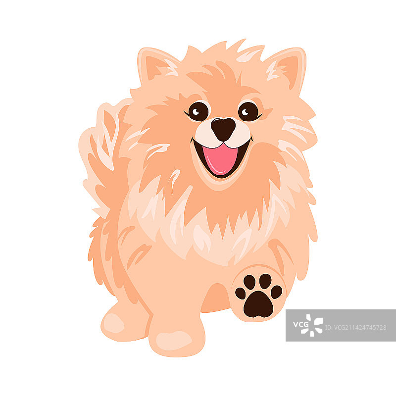 可爱的博美犬图片素材