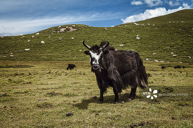 中国青海年宝玉则的牦牛图片素材