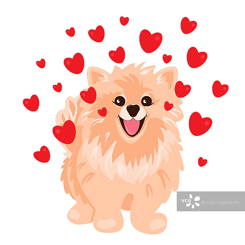 带红色爱心的可爱博美犬图片素材