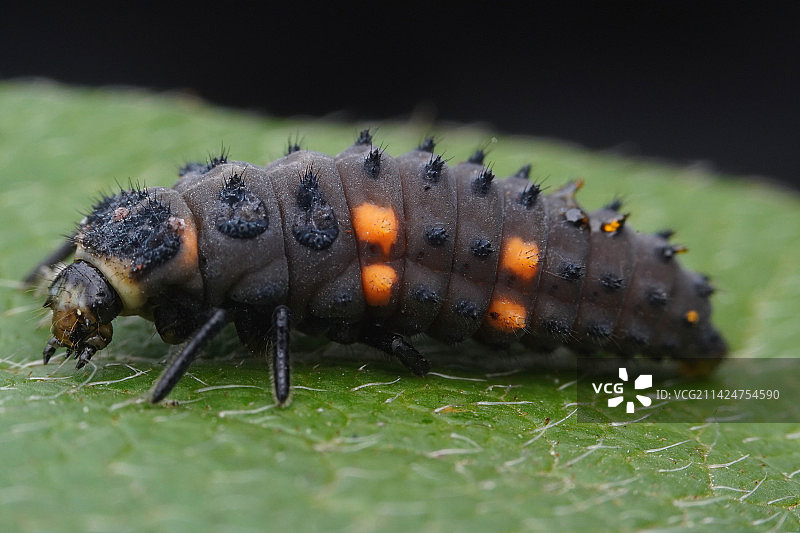 胖虫虫图片素材