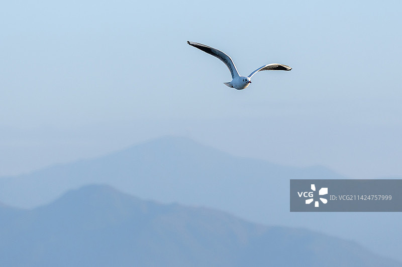 海鸥特写镜头图片素材