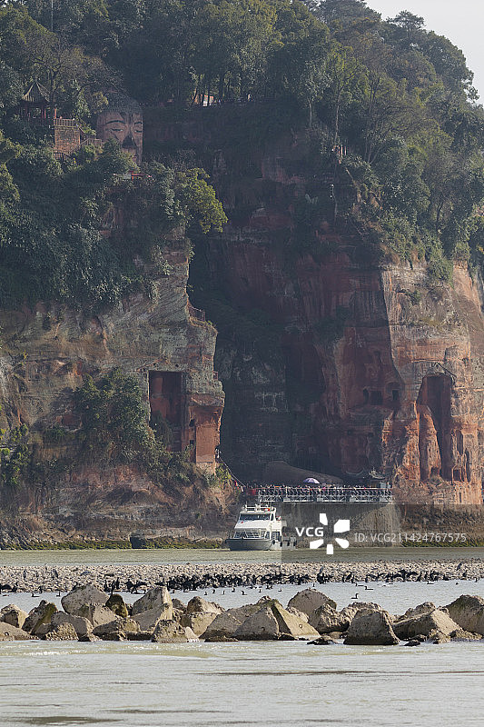 乐山大佛远景与江心沙洲上的普通鸬鹚和佛教护生概念图片素材