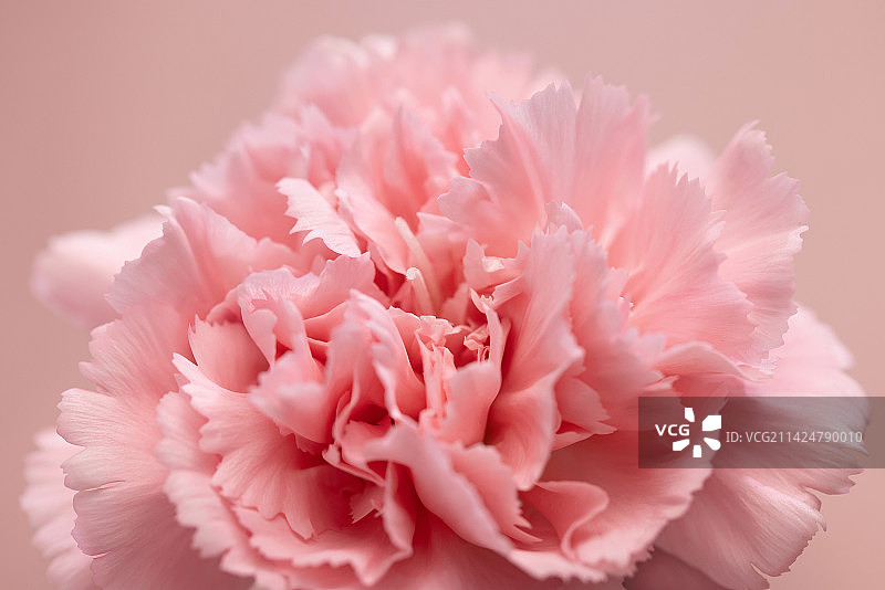 康乃馨,母亲节,花瓣特写,柔和图片素材