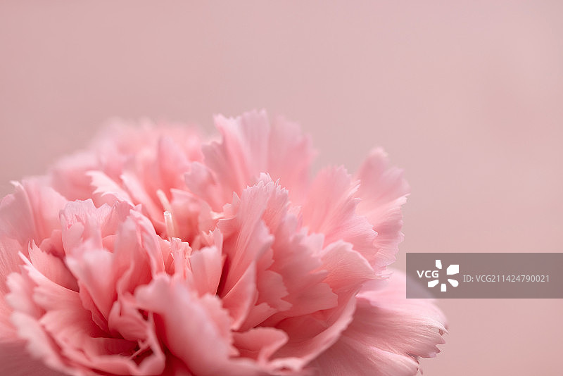 康乃馨,母亲节,花瓣特写,柔和图片素材