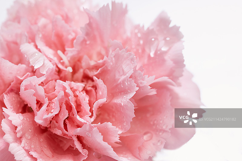 康乃馨,花瓣,水滴,设计元素图片素材