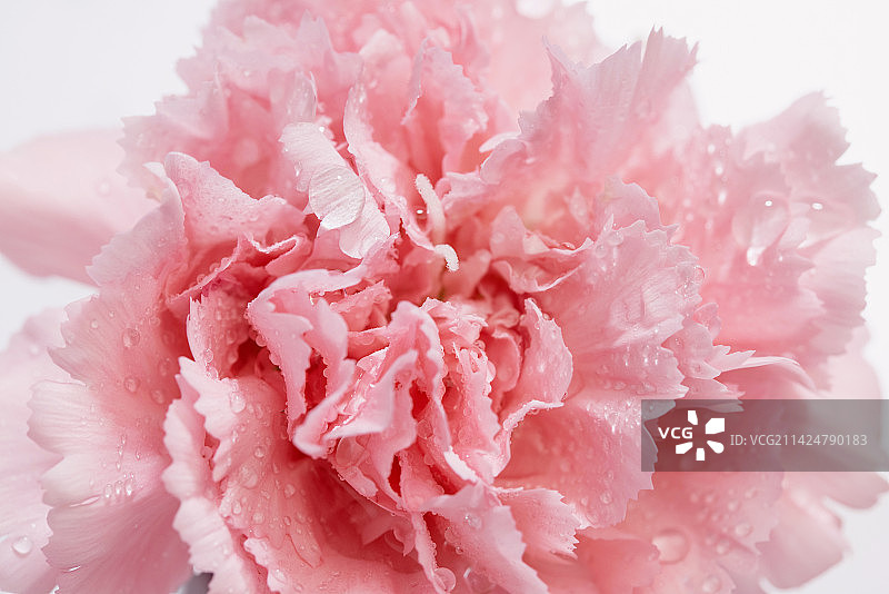 康乃馨,花瓣,水滴,设计元素图片素材