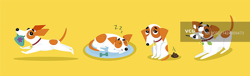 趣味杰克罗素梗犬的不同姿态图片素材