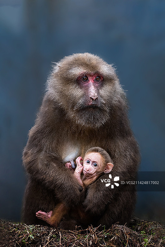 藏酋猴图片素材