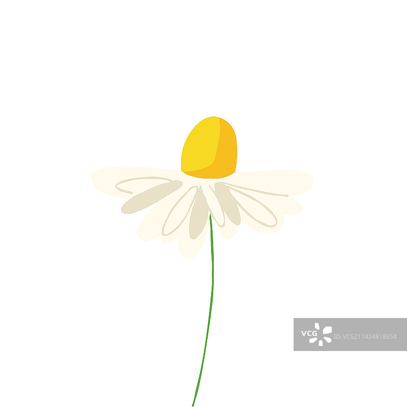白色背景下的草本甘菊图片素材