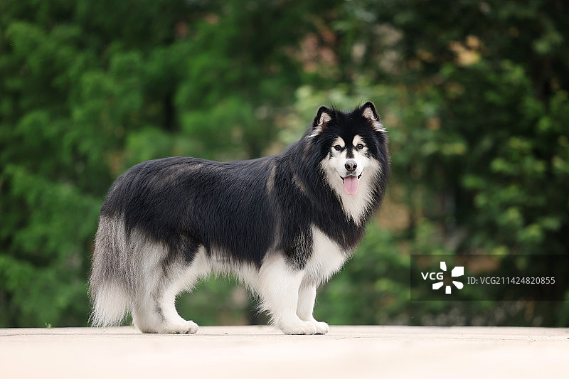 开心的阿拉斯加雪橇犬图片素材