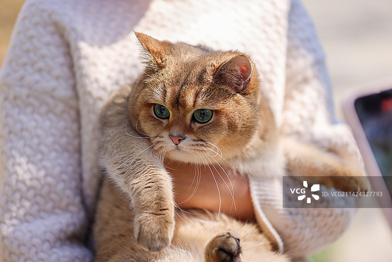 一个人抱着宠物猫金渐层图片素材