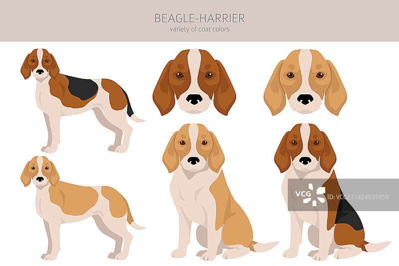 各种毛色的比格猎犬剪贴画图片素材