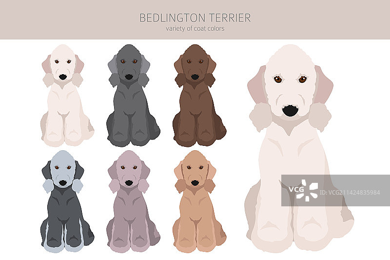 贝灵顿梗犬剪贴画，不同毛色图片素材