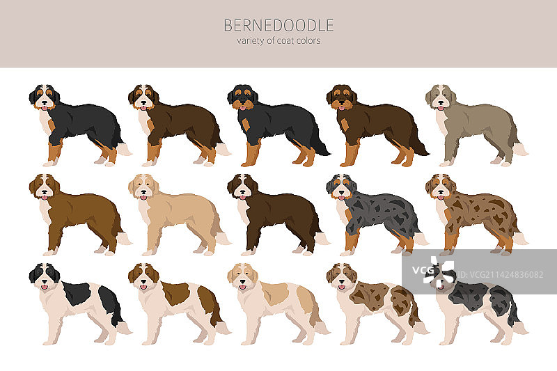 伯恩山犬混血品种剪贴画全套毛色图片素材