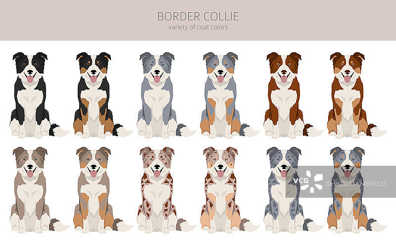 各种毛色的边境牧羊犬剪贴画合集图片素材