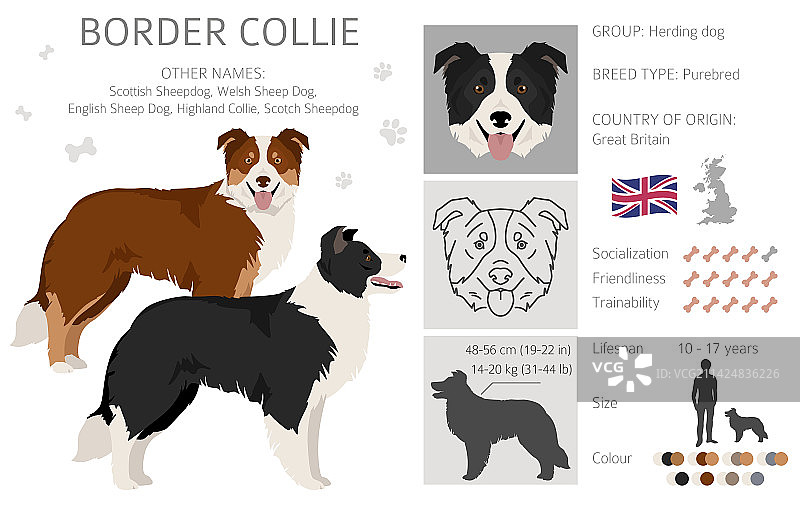 各种毛色的边境牧羊犬剪贴画合集图片素材