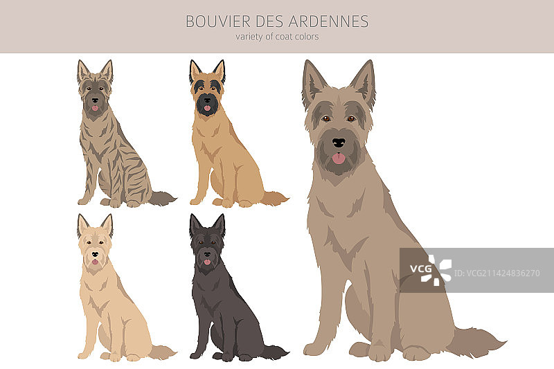 阿登牧牛犬剪贴画，不同毛色图片素材