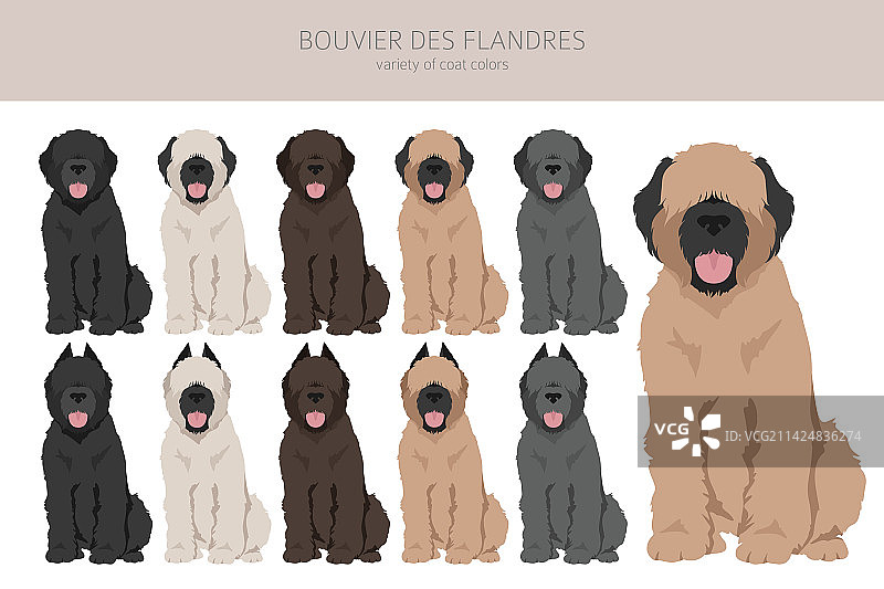 法兰德斯牧牛犬剪贴画，不同毛色图片素材