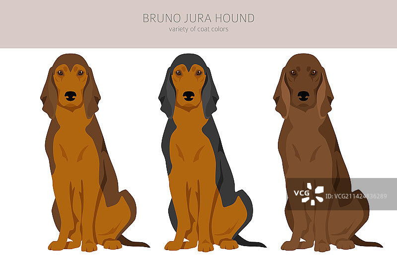 不同毛色的侏罗纪布鲁诺猎犬剪贴画图片素材