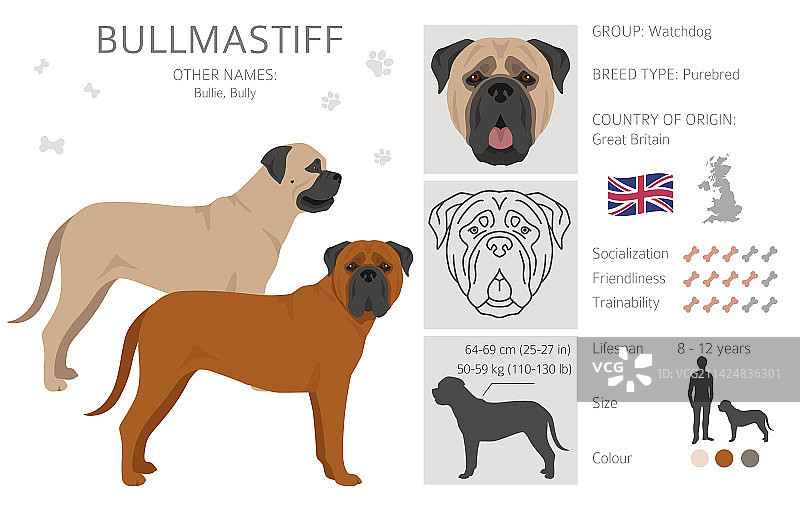 各种毛色的斗牛獒犬剪贴画图片素材