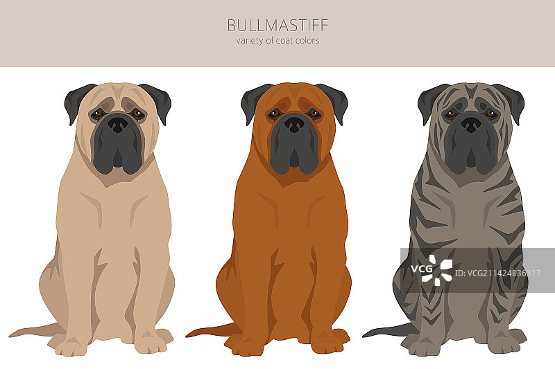各种毛色的斗牛獒犬剪贴画图片素材