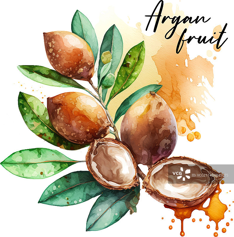 摩洛哥坚果树枝可作为设计素材图片素材