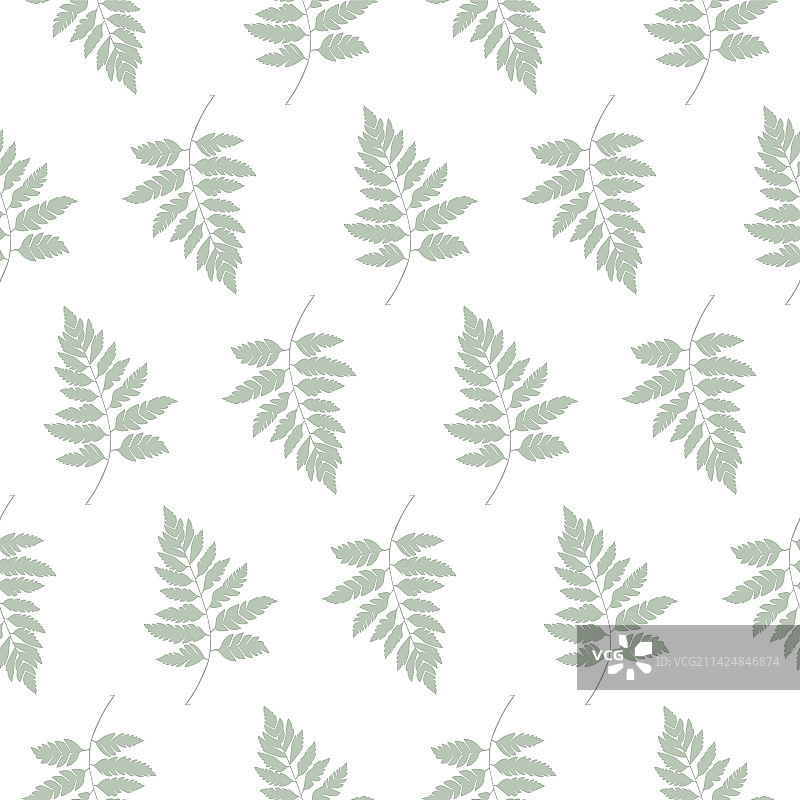 简约自然蕨类无缝图案图片素材