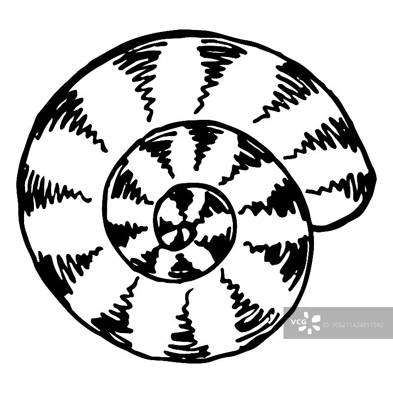 单色海螺素描线稿。图片素材