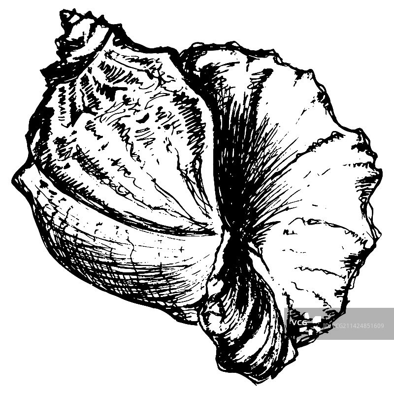 单色海螺素描线稿。图片素材