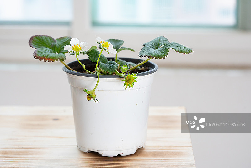 草莓盆栽图片素材