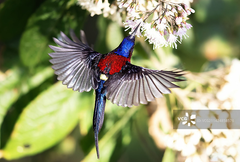 黑胸太阳鸟（雄）图片素材
