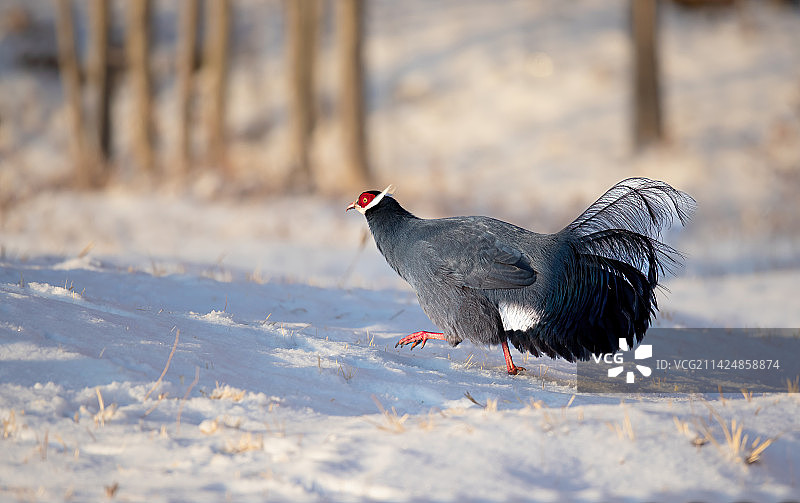 蓝马鸡图片素材