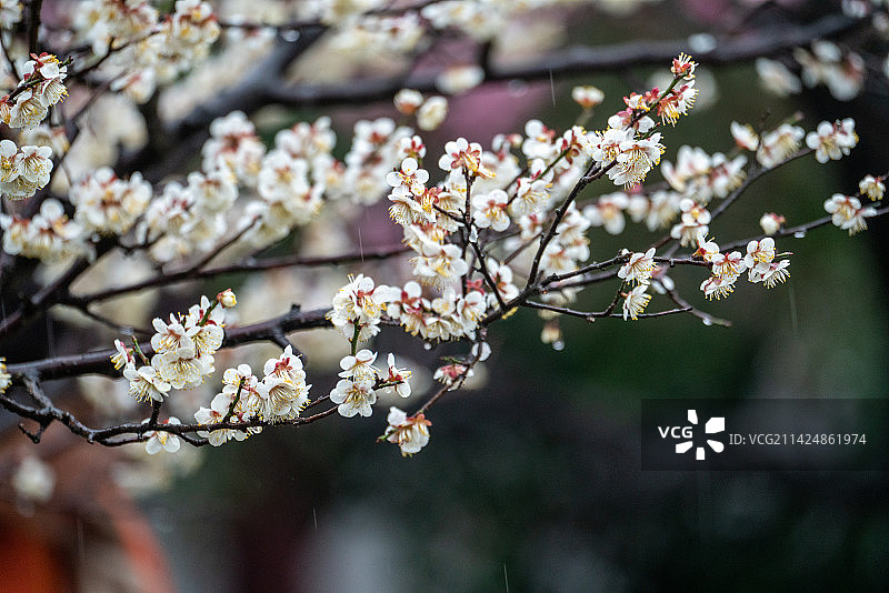 春雨下东湖梅园的梅花图片素材