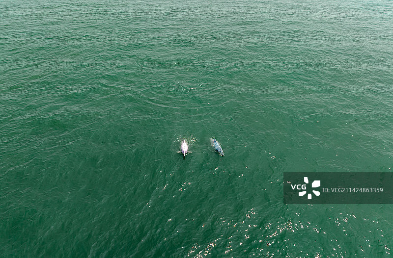 中华白海豚图片素材