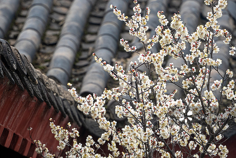 武汉东湖梅园古建筑梅花图片素材