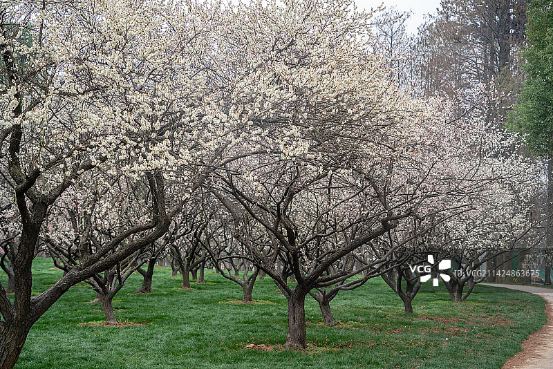 武汉东湖梅园古建筑梅花图片素材