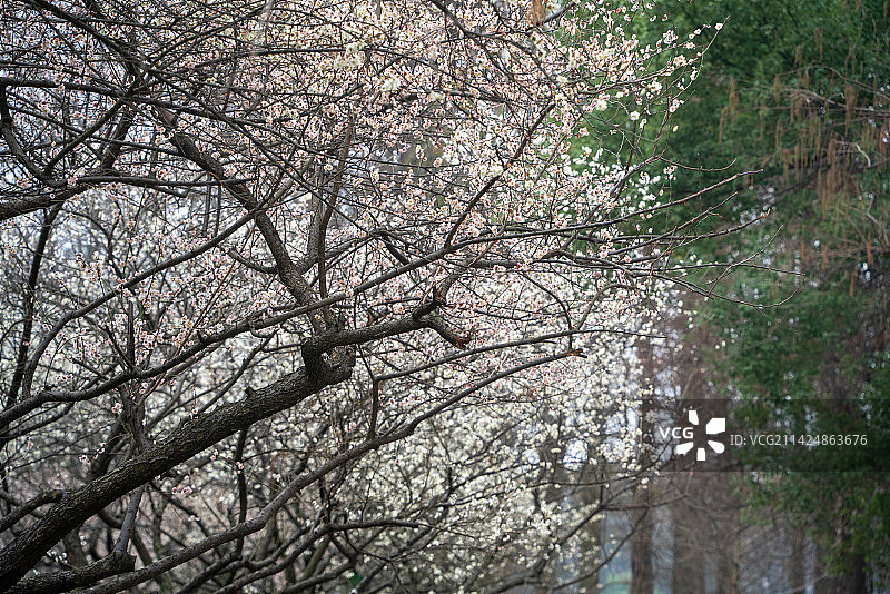 武汉东湖梅园古建筑梅花图片素材