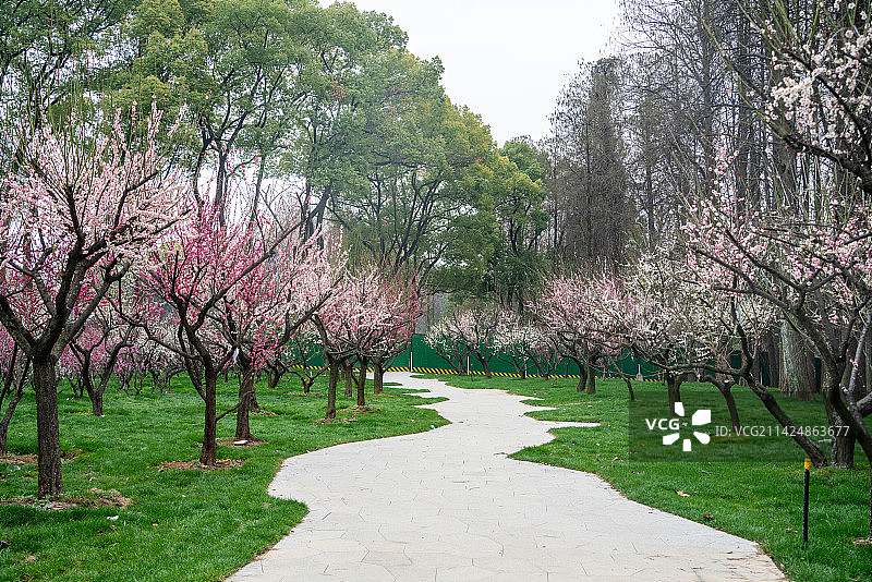 武汉东湖梅园古建筑梅花图片素材