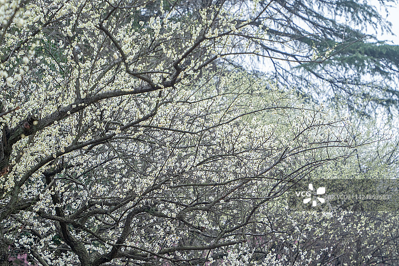 武汉东湖梅园古建筑梅花图片素材